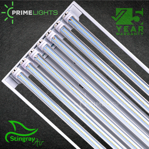 Primelights online stingray 6