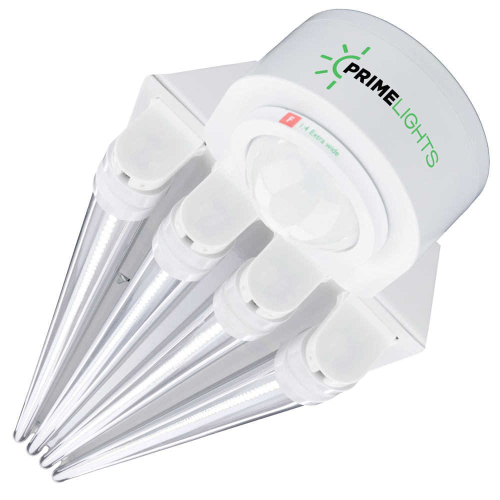 4ft. LED Motion Activated 4 Lamp STINGRAY® GEN 2 (Up to 15 ft Mounting Height) 80W - 14,400 Lumens - Clear/Frosted